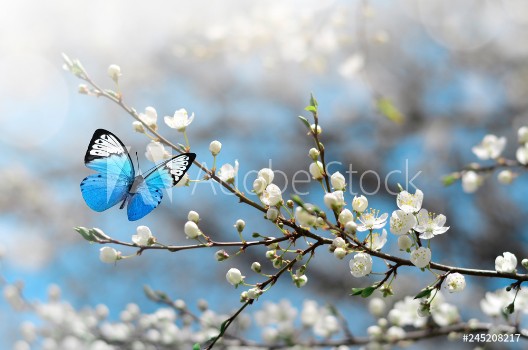 Picture of Cherry blossom in wild and butterfly Springtime